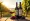 Wine Direct Sales Companies vs. Traditional Distribution: Key Insights